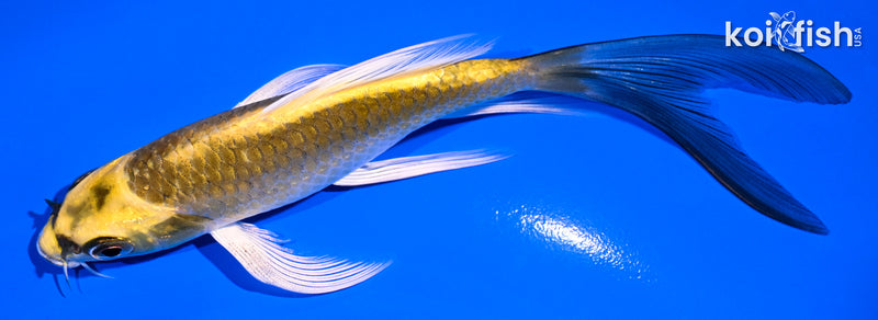 5.5" KI MATSUBA BUTTERFLY