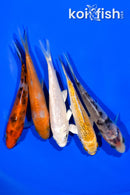 PACK OF (5) 4" STANDARD KOI