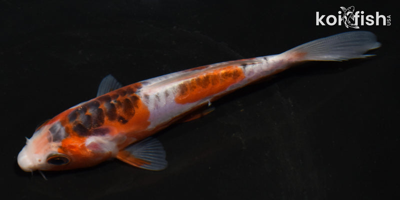 5" HI SHUSUI