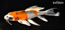 7.75" KUJAKU BUTTERFLY