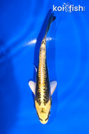 5" KIN KIKOKURYU