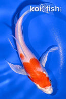 5" HARIWAKE BUTTERFLY