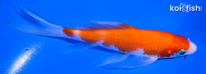 4.75" KOHAKU BUTTERFLY