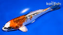 5.5" GINRIN KUJAKU