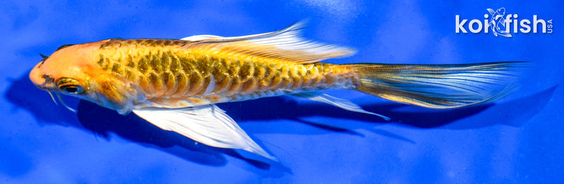 5.5" INRIN ARAGOKE BENI KIKOKURYU BUTTERFLY