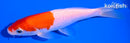 5.75" KOHAKU