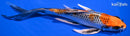 7.25" KUJAKU BUTTERFLY