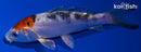 4.5" HEISEI NISHIKI