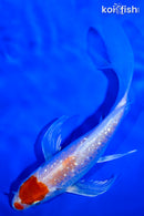 5.5" GINRIN MARUTEN HARIWAKE BUTTERFLY