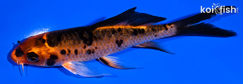 5.25" ORENJI BEKKO BUTTERFLY