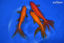 PACK OF (3) 5-5.5" WAKIN GOLDFISH