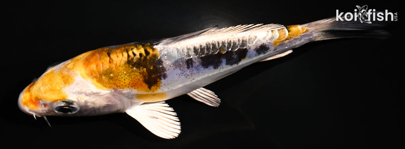 4.75" HEISEI NISHIKI