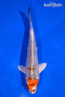 6" KUJAKU