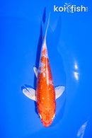 5.5" GINRIN HARIWAKE