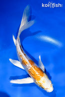 5" GINRIN HARIWAKE BUTTERFLY