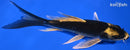 6.5" KABUTO BUTTERFLY