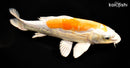 11" KIKUSUI