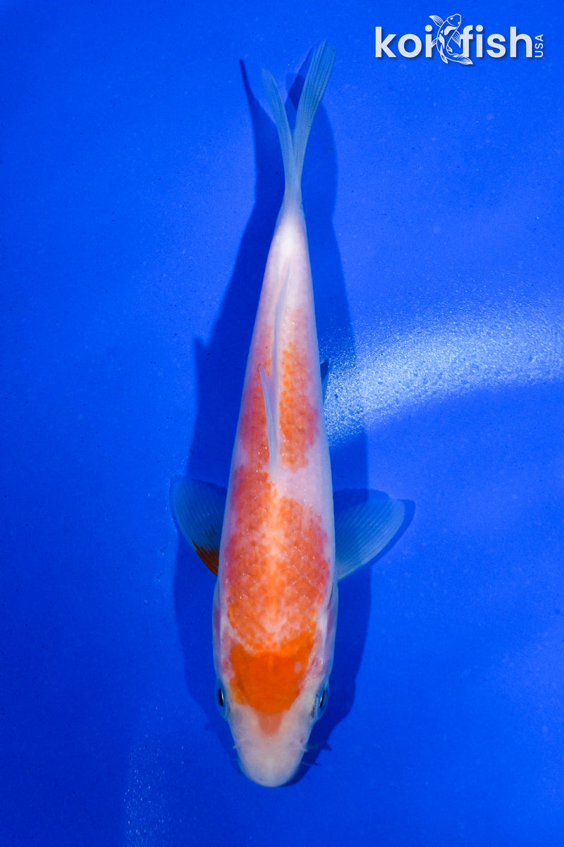 5" KOHAKU