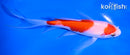 5.75" KOHAKU BUTTERFLY