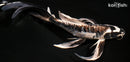 9.75" KIKIKOKURYU BUTTERFLY