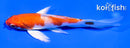 4" HARIWAKE BUTTERFLY