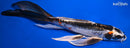 10.25" BENI KIKOKURYU BUTTERFLY