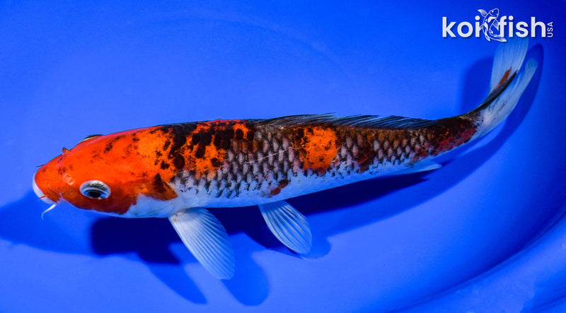 8.5" GOSHIKI