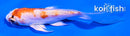 4" KIKUSUI BUTTERFLY