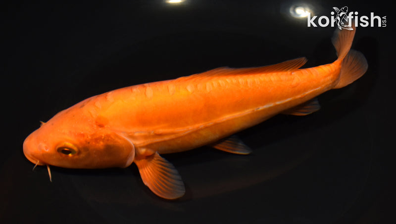 8" DOITSU CHAGOI