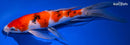 10" SANKE BUTTERFLY