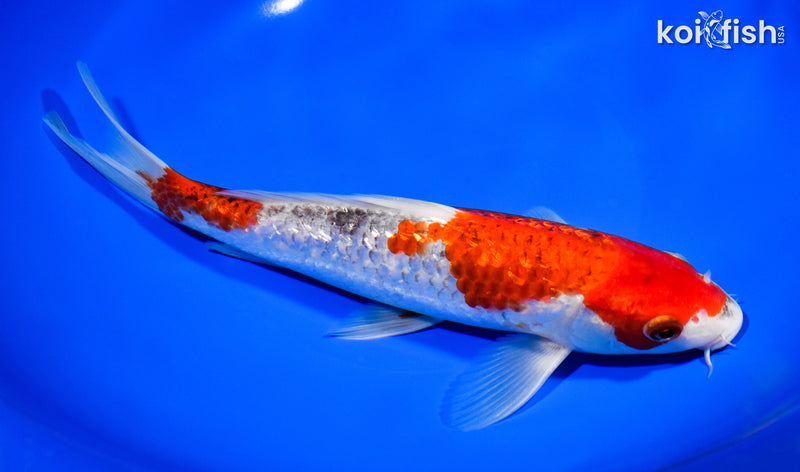 9.5" GINRIN GOSHIKI