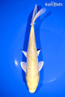 8.75" GINRIN YAMABUKI OGON