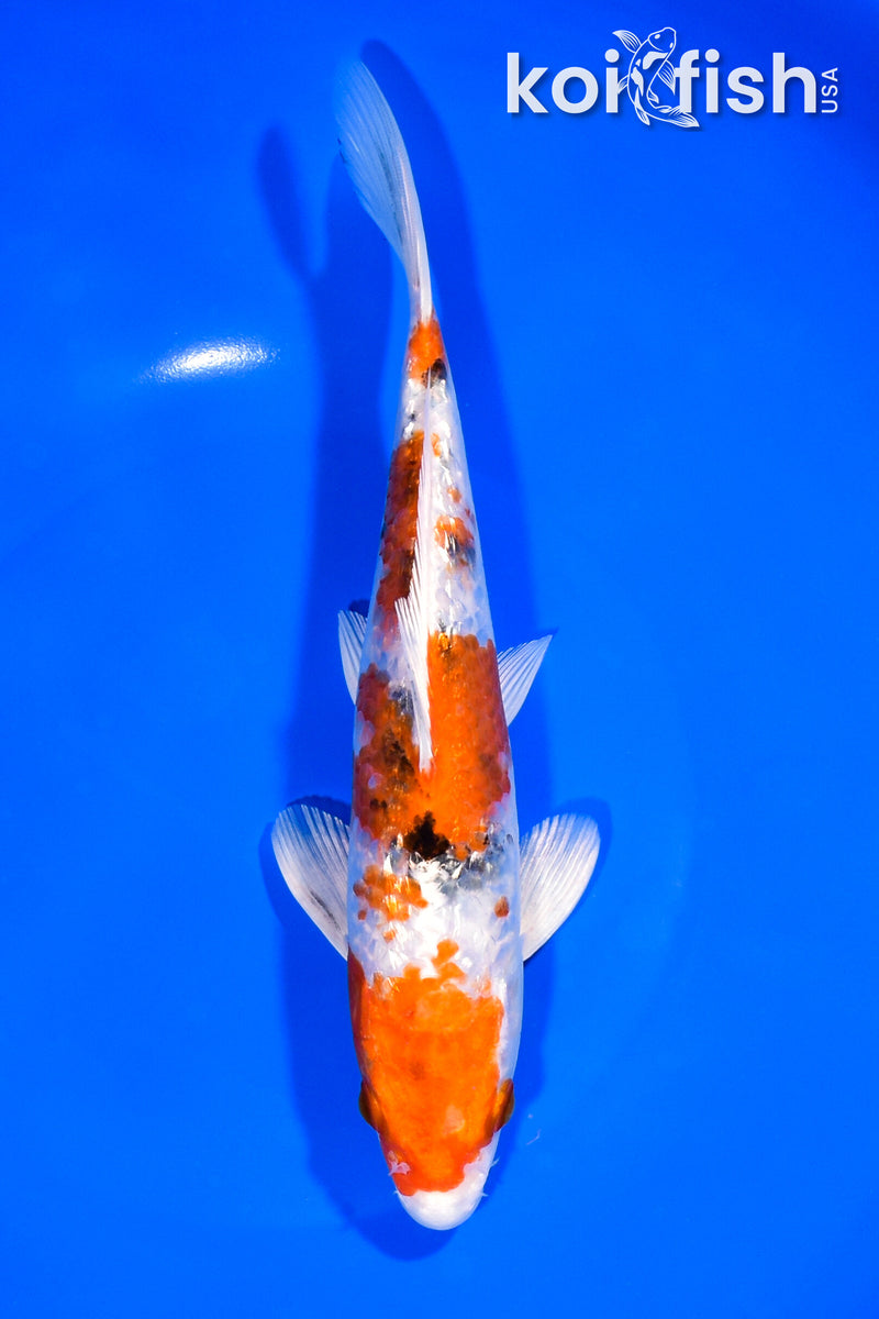 8.25" GINRIN YAMATO NISHIKI