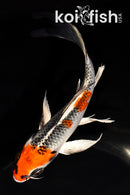6.5" KUJAKU BUTTERFLY