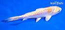 5" DOITSU LEMON HARIWAKE