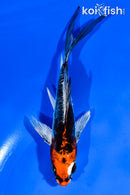 5" BENI KIKOKURYU BUTTERFLY