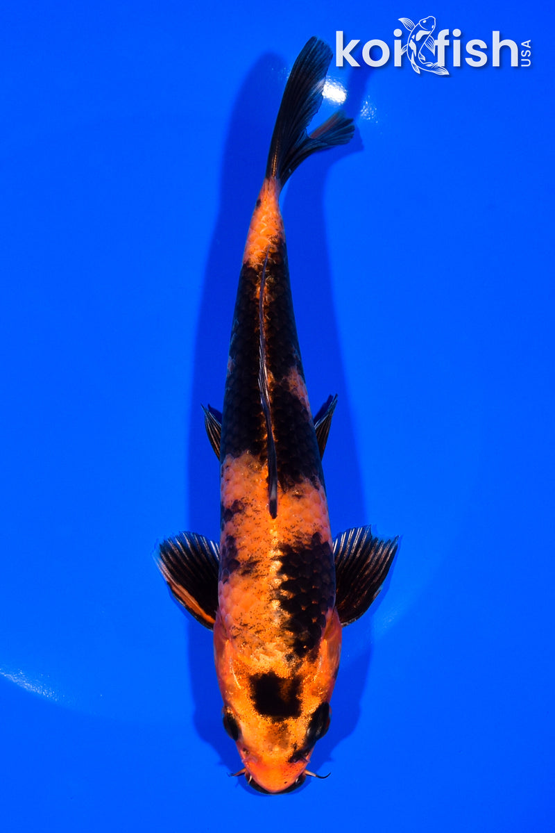7.25" KIN HI USTURI