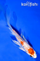 4.5" HEISEI NISHIKI BUTTERFLY