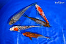 PACK OF (5) 4.5-5" STANDARD KOI