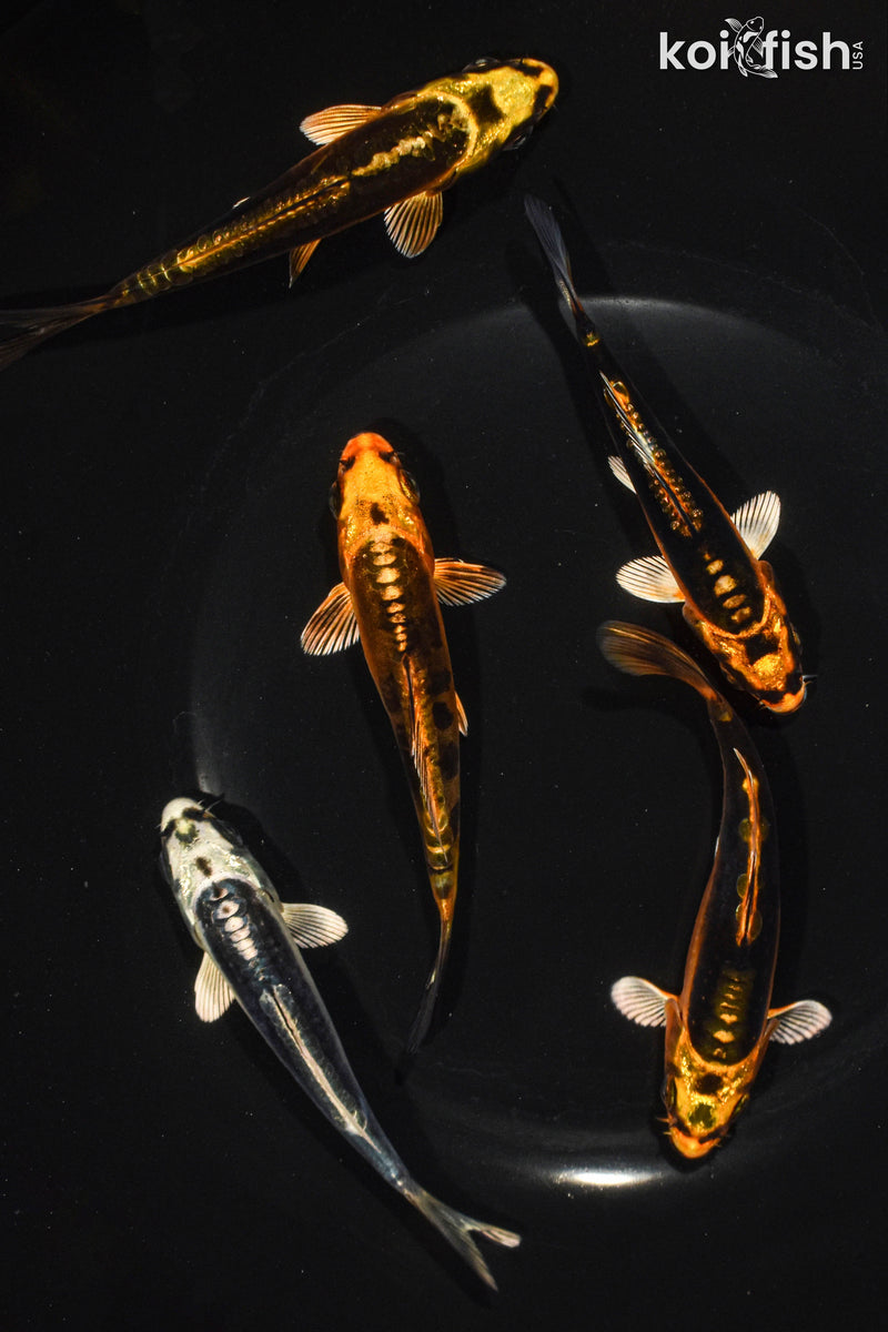 Pack of (5) 3.5-4.5" Standard Ghost Koi