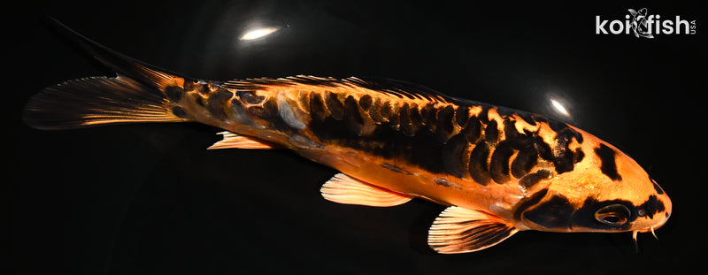 8" ARAGOKE BENI KIKOKURYU