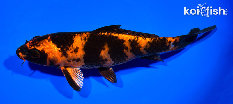 7.75" KIN HI UTSURI