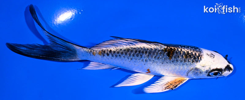 5.5" KUJAKU BUTTERFLY