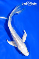 5" GINRIN DOITSU PLATINUM OGON BUTTERFLY