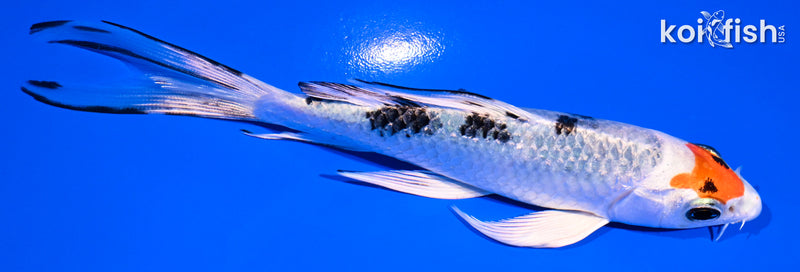 5.5" TANCHO YAMATO NISHIKI BUTTERFLY