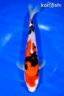 11.25" SANKE