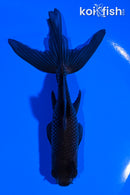 5.25" WATONAI GOLDFISH