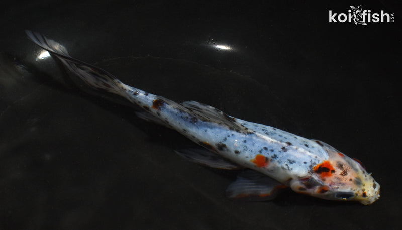 7" SHUBUNKIN GOLDFISH