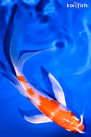 6.5" HARIWAKE BUTTERFLY