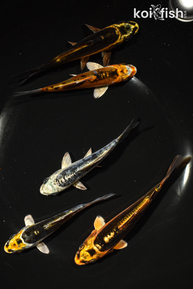 PACK OF (5) 3-4" GHOST KOI